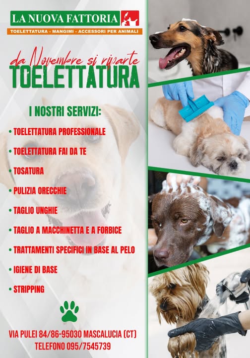 Toelettatura (2)