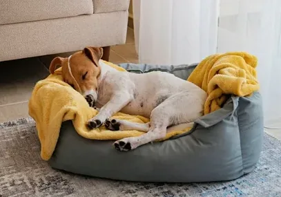 Un cane che dorme nella sua cuccia con una coperta gialla pulita