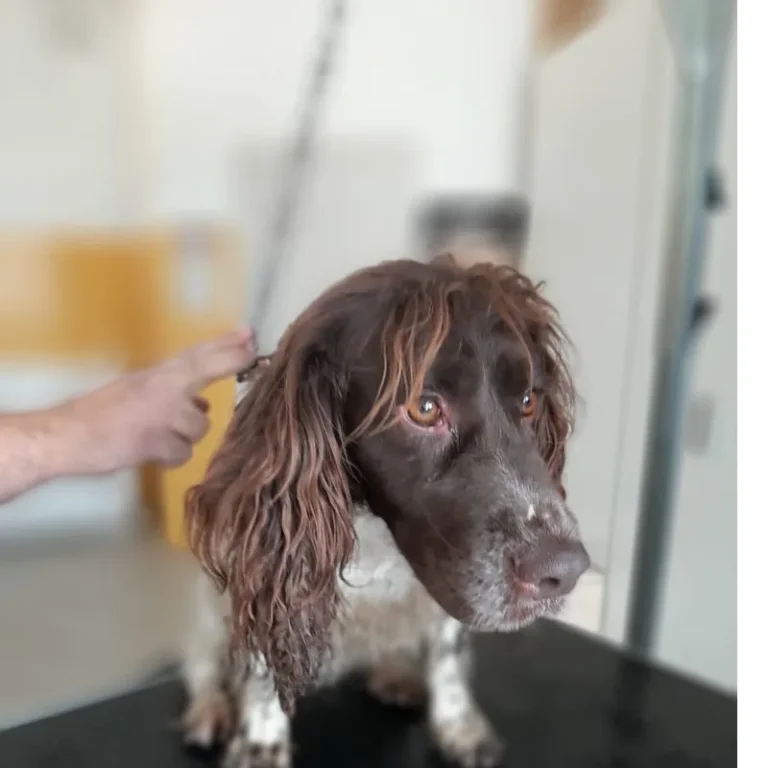 Cane con il pelo appena curato