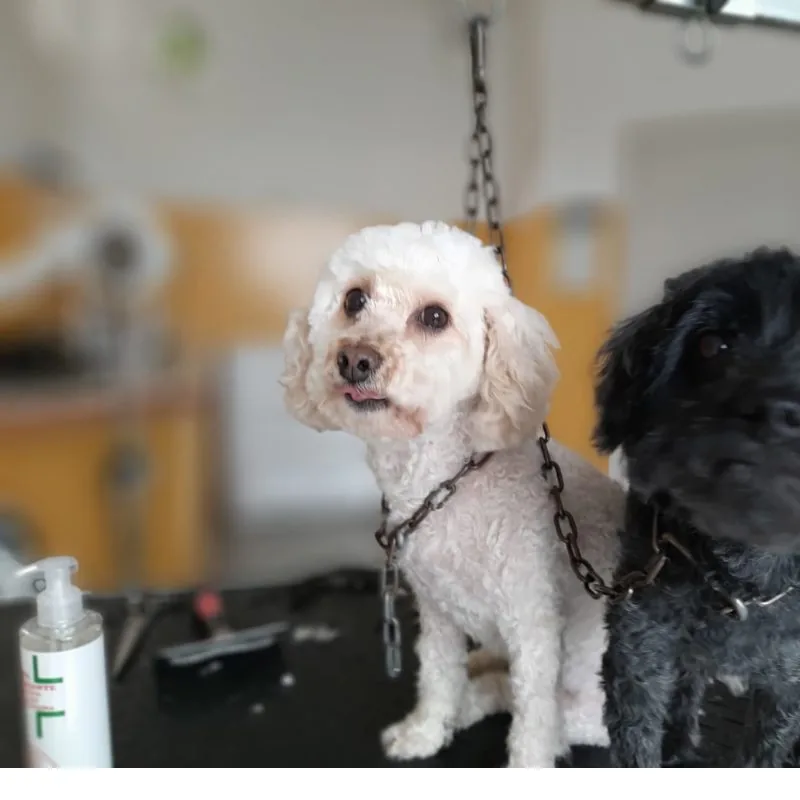 Un cane appena toelettato