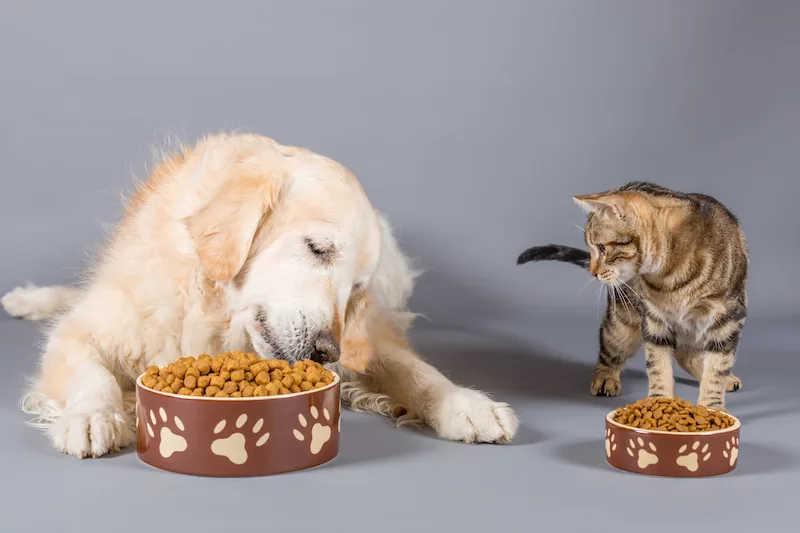 Un cane e un gatto davanti alle loro ciotole di crocchette