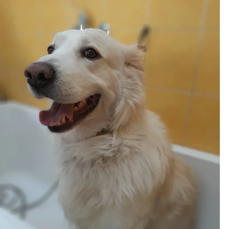 Un cane appena toelettato